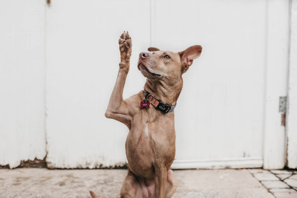 Novel Protein Dog Food: A Complete Allergy Guide
