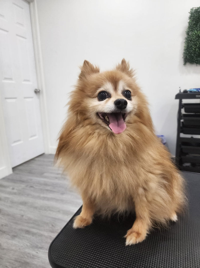 Professional pet grooming at Petbite Orleans